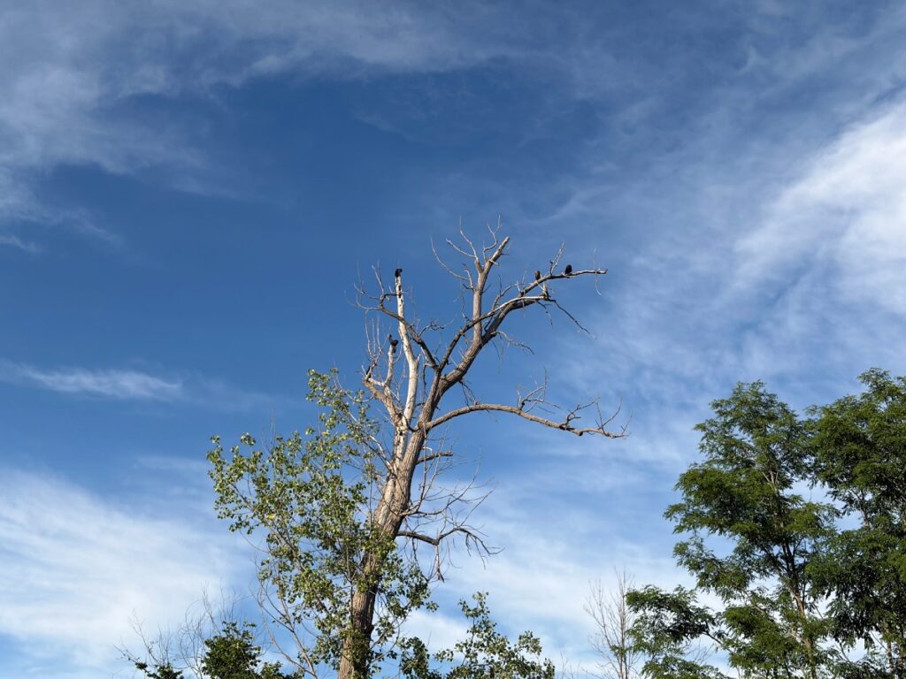 Four black birds (likely cormorants) perched on bare tree branches against blue sky with wispy white clouds