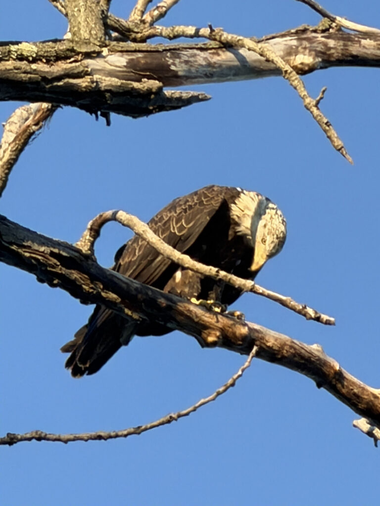 Juvenile bald eagle with brown and white spots on his head perched on tree branch against clear blue sky