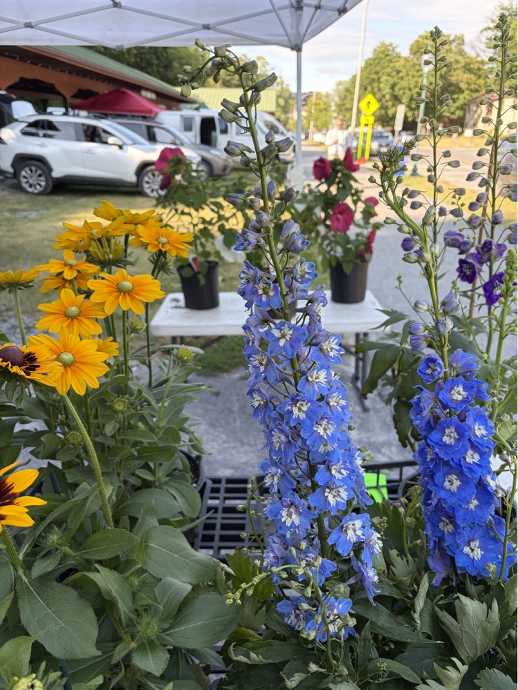 Fresh flowers for sale at Saratoga farmers market vendor table