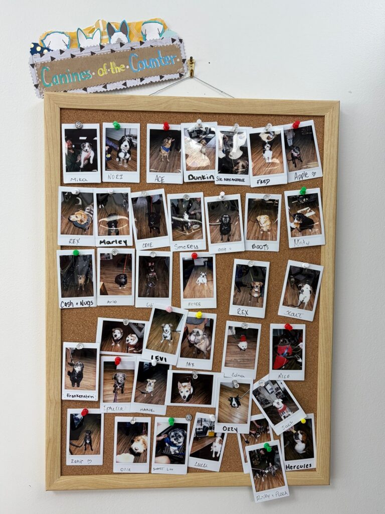 Wood-framed cork bulletin board displaying Polaroid photos of local dogs visiting The Counter, with handwritten dog names beneath each photo under 'Canines of the Counter' sign.